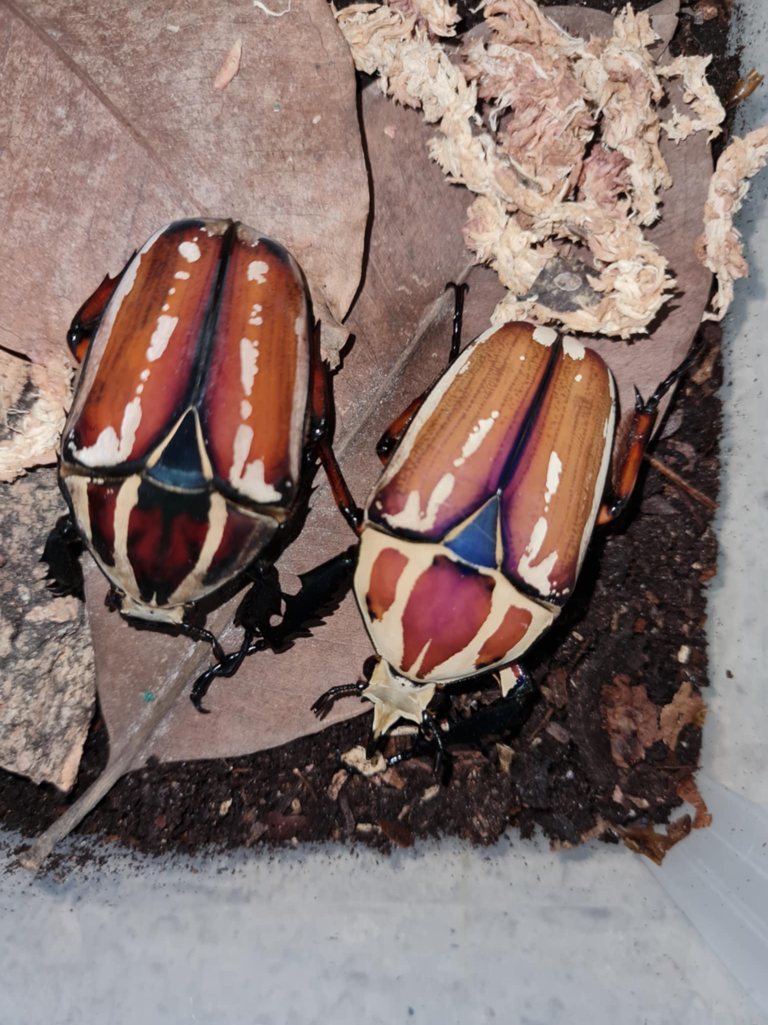 Mecynorrhina torquata ugandensis