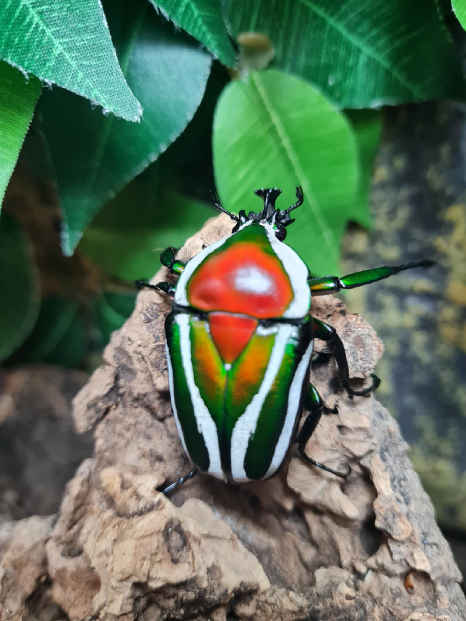 Dicronorhina derbyana dayardi