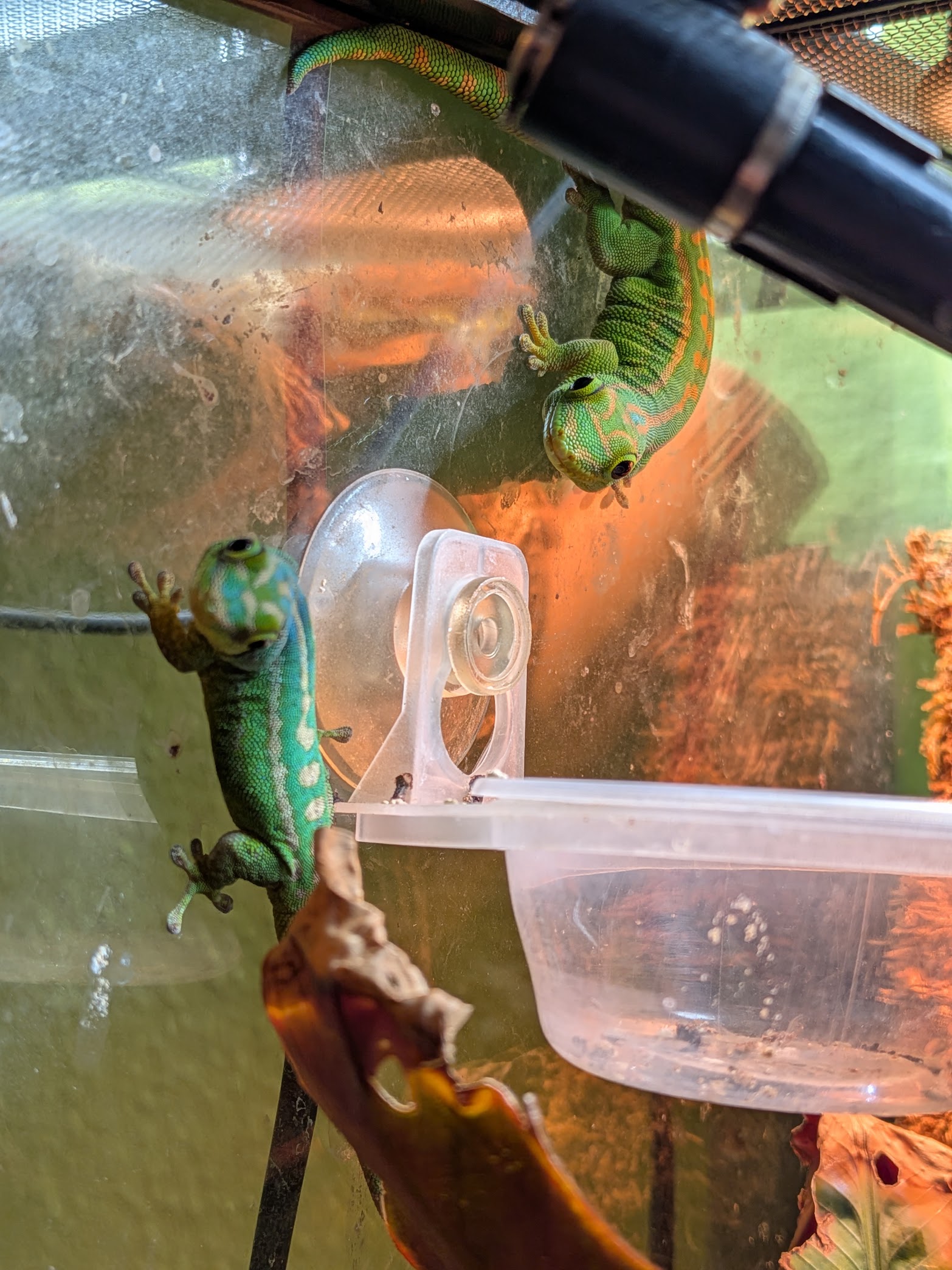 Phelsuma guimbeaui