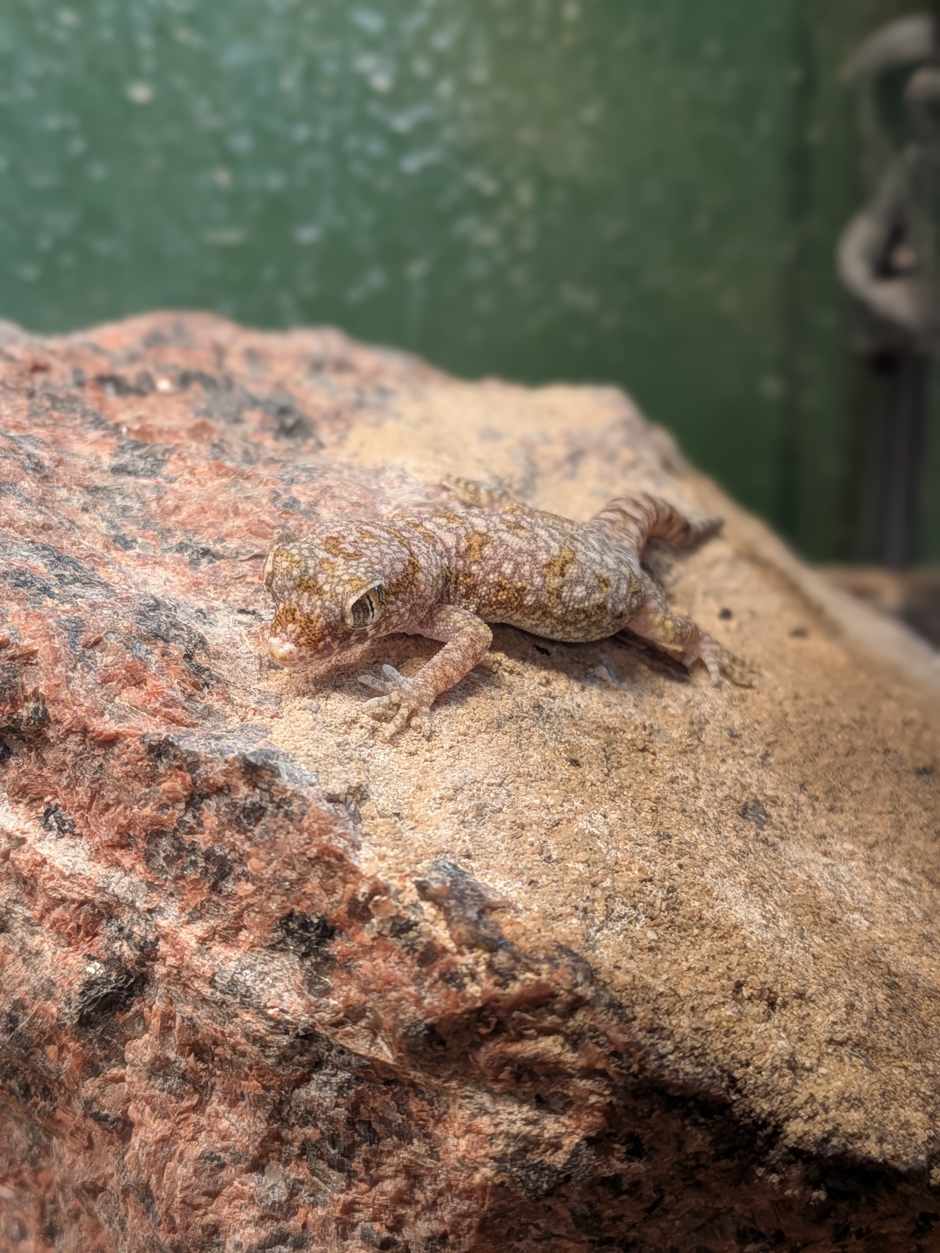 Stenodactylus sthenodactylus