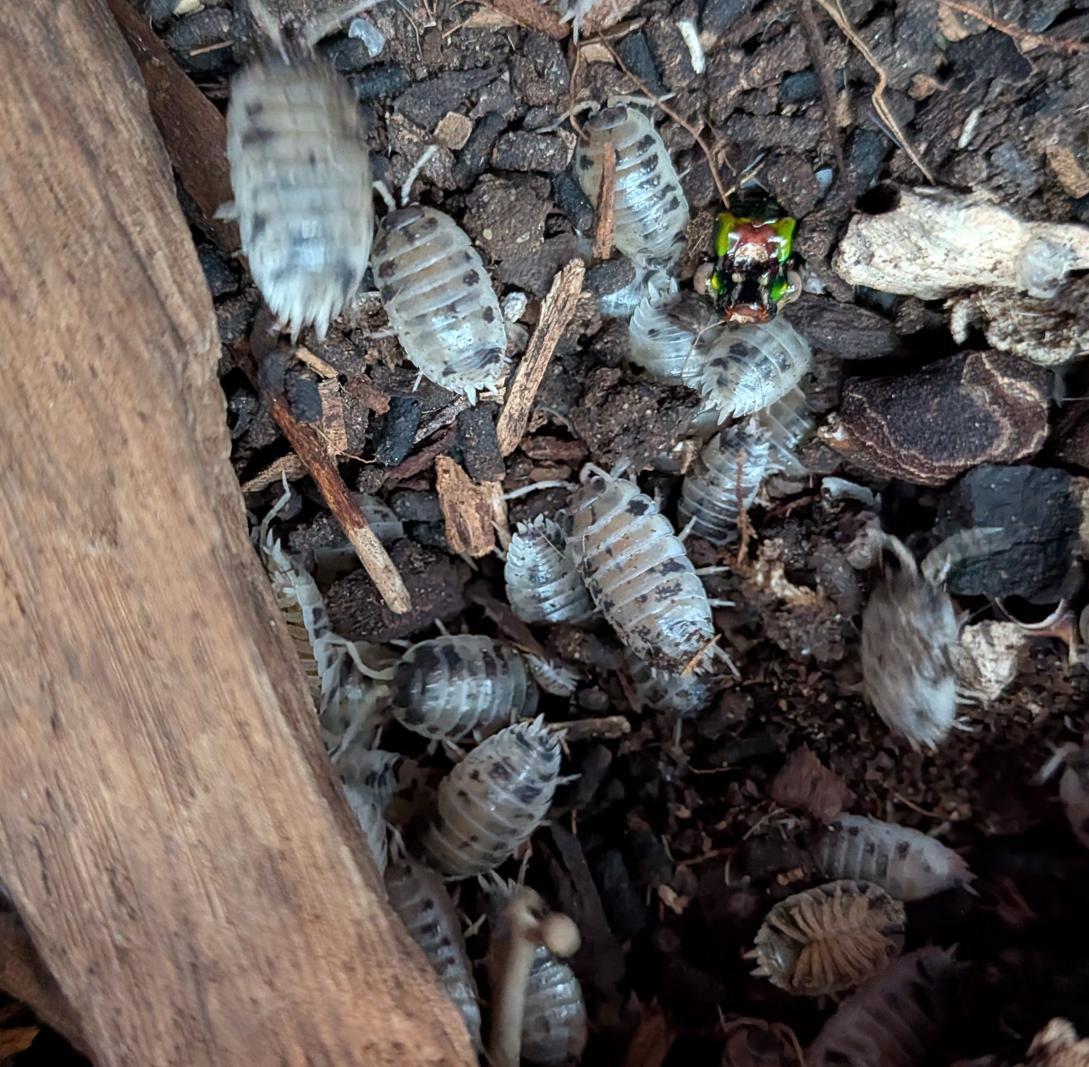 Porcellio laevis