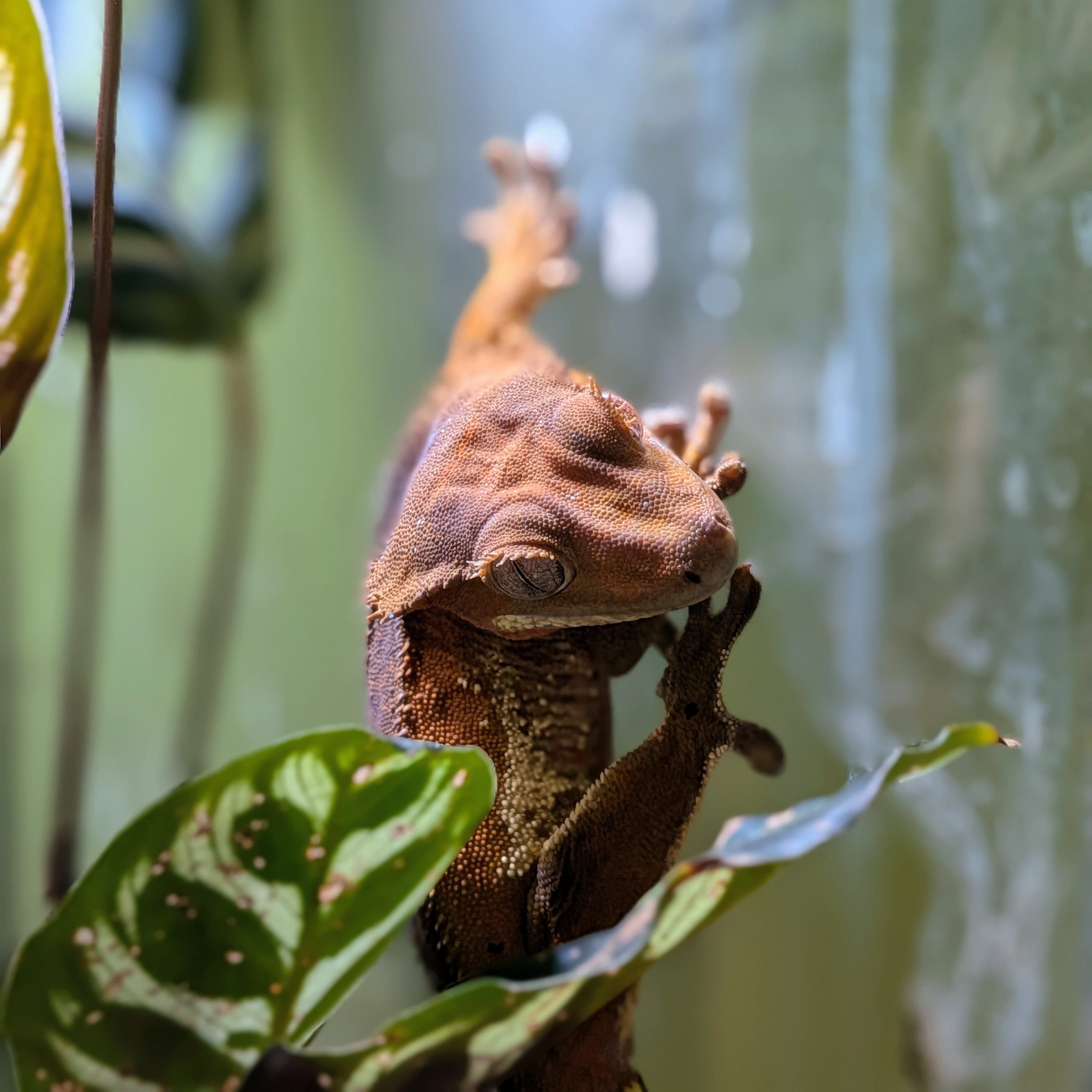 Correlophus ciliatus