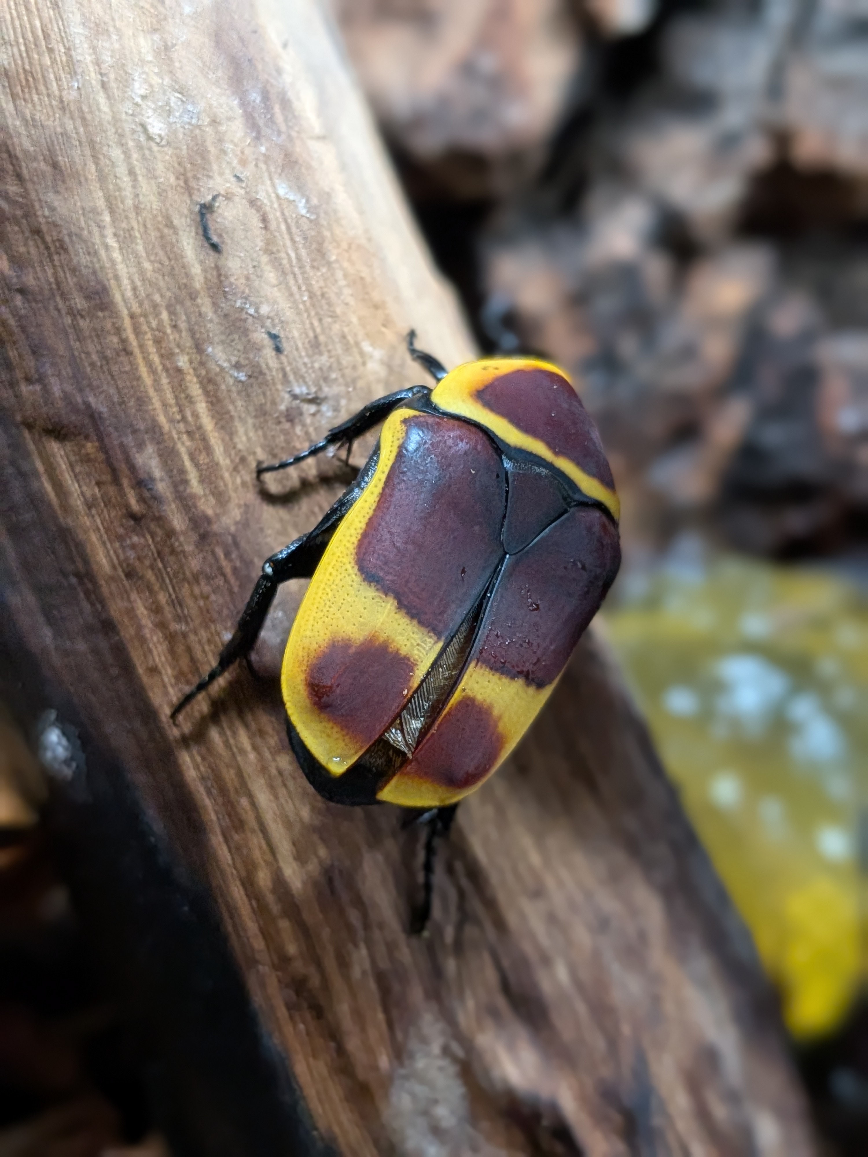 Pachnoda marginata