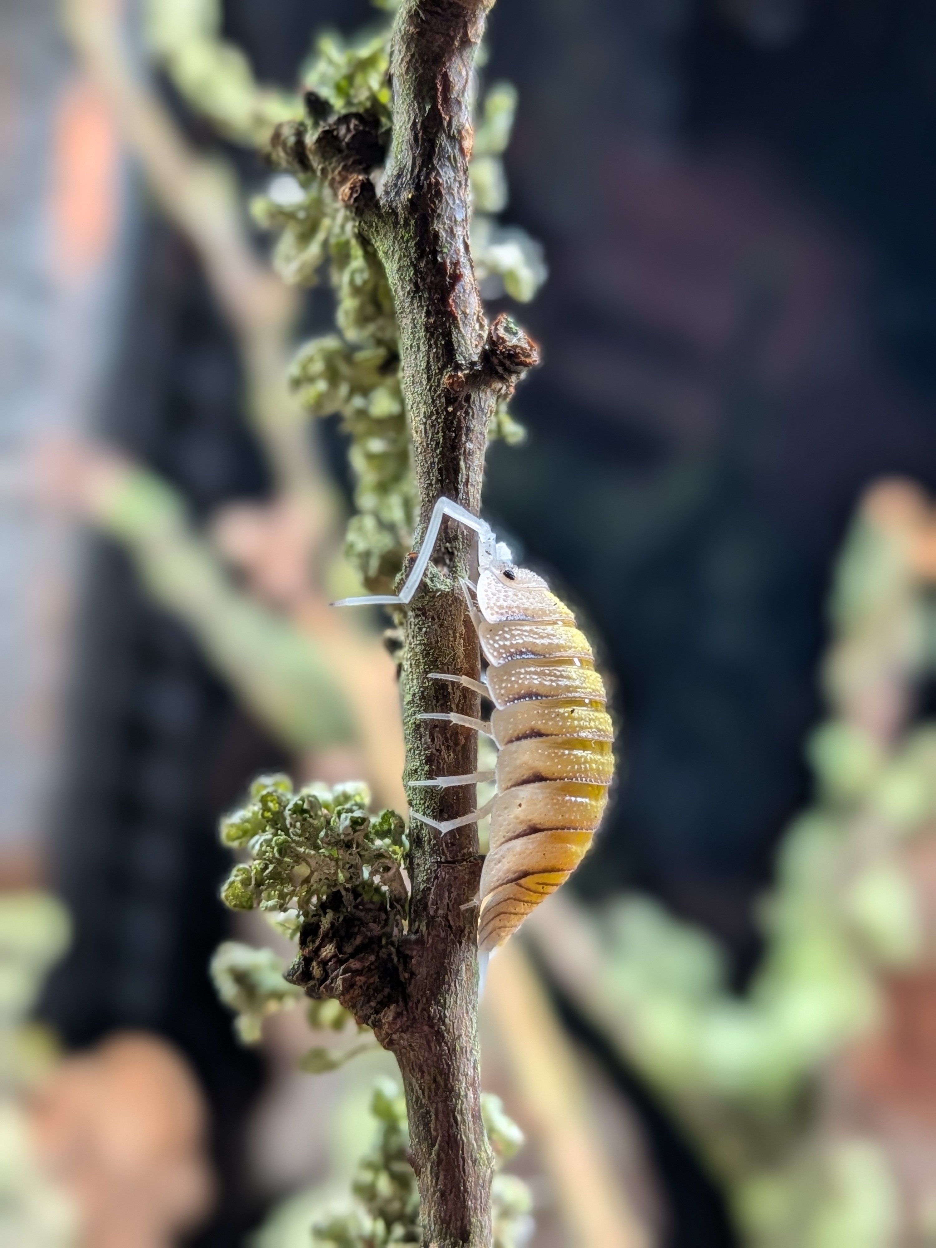 Porcellio bolivari 'Yellow Ghost'